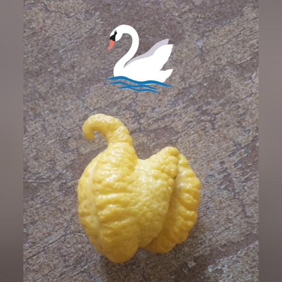 LEMON - Picture 2 of 4